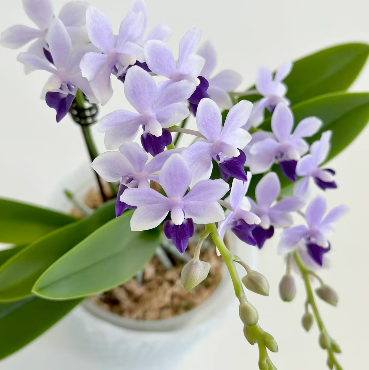 【小回子】2.8寸苗碳棉杯  包对版