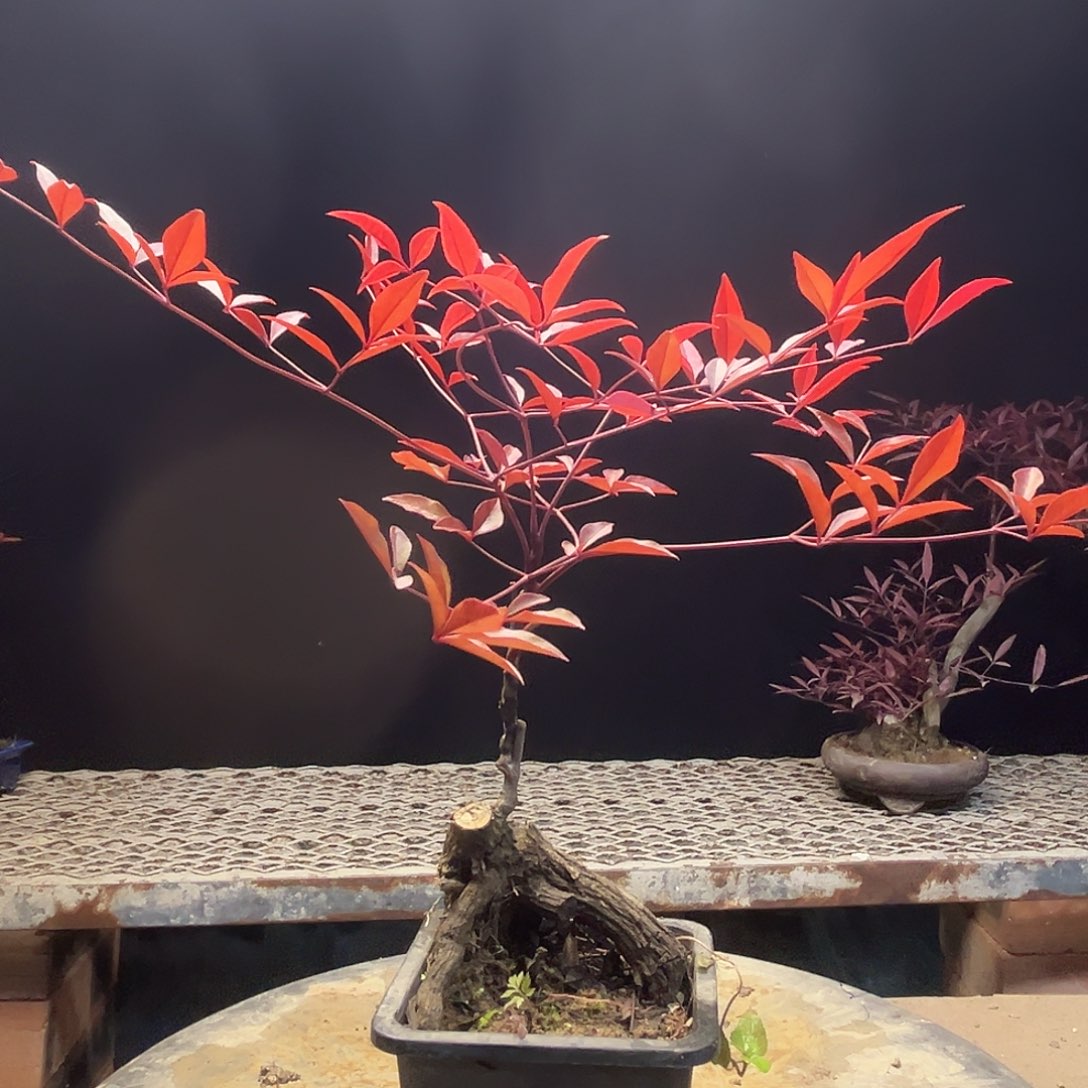 不开花植物0000000012