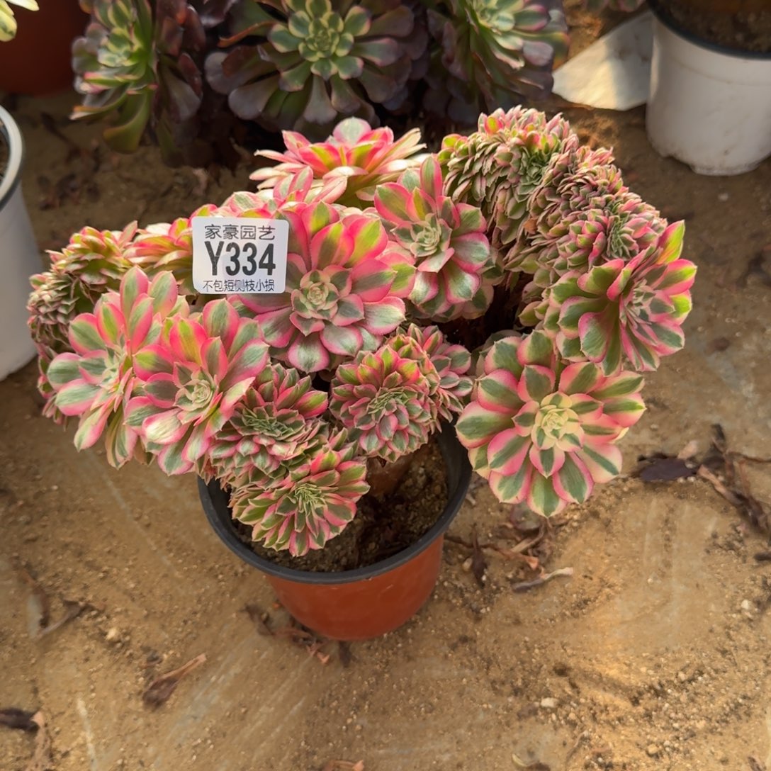 334倾城缀化官服25左右2