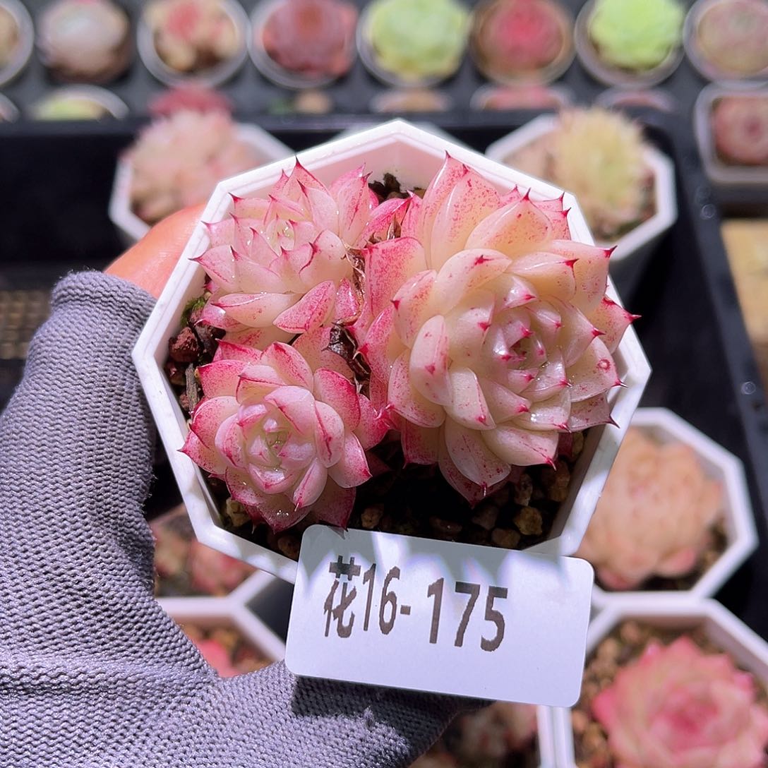 花16-175海王三头