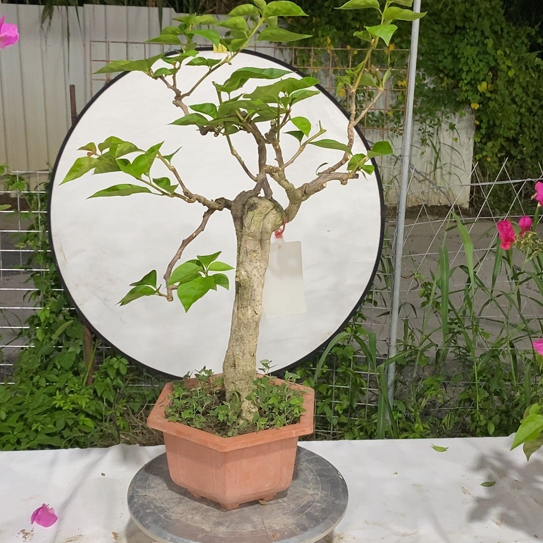完全开放用****6三角梅