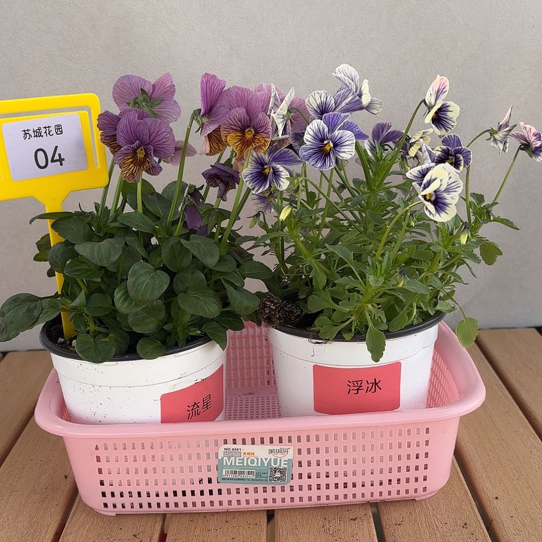 大部分开放少量花苞04