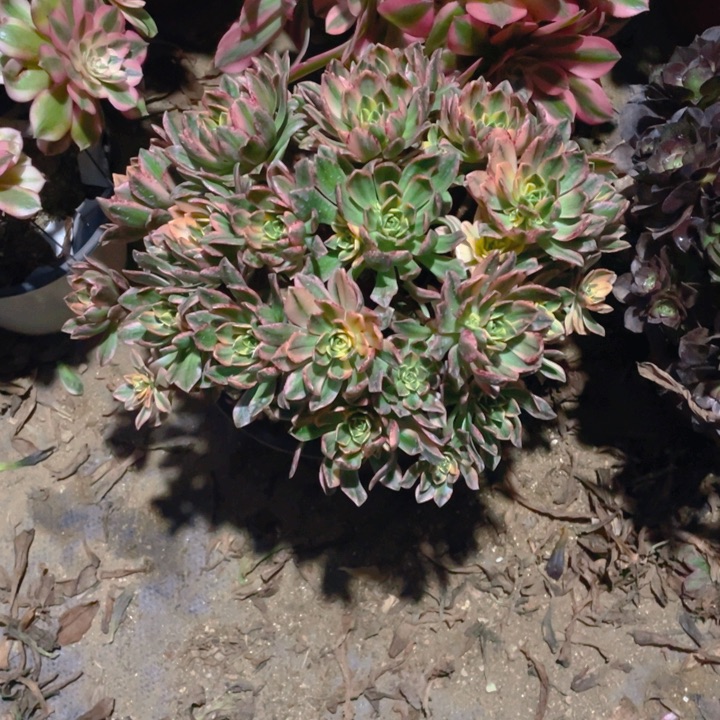 多肉甜茶法师量拍