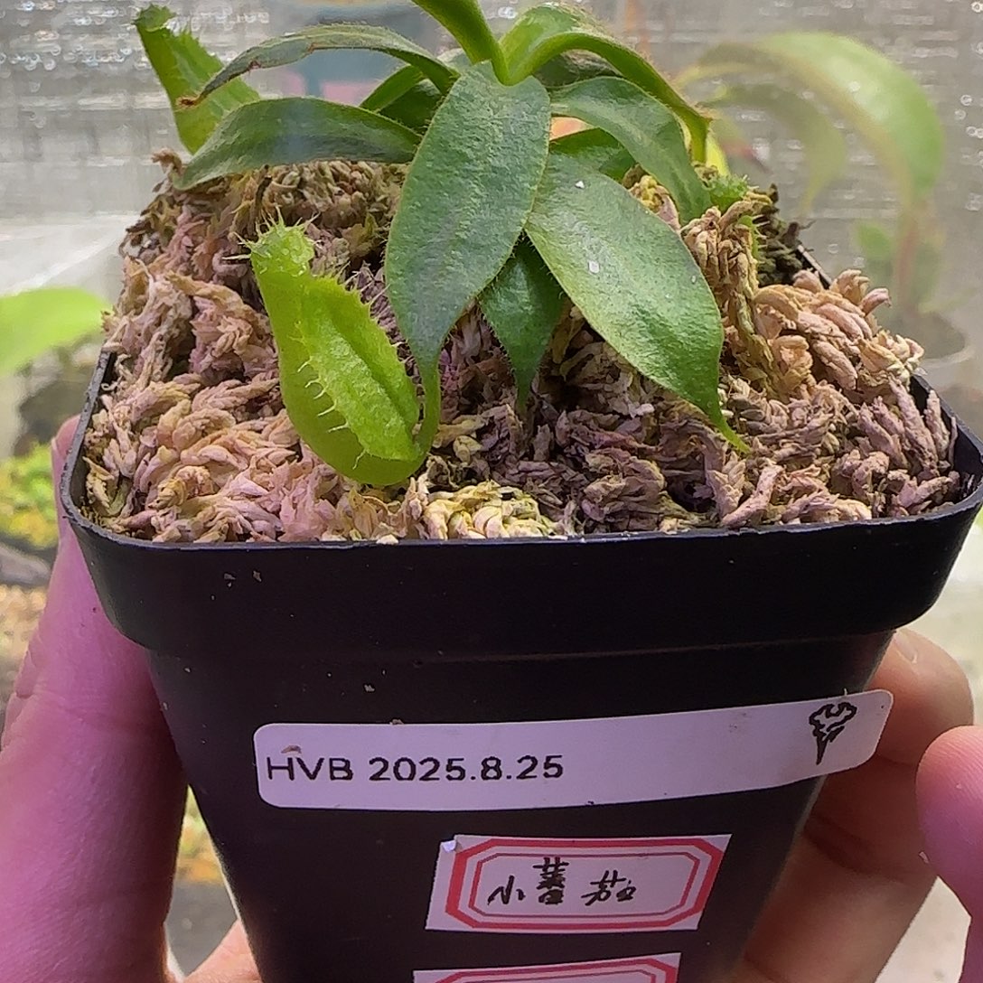 小***薯无花朵专拍HVB猪笼草