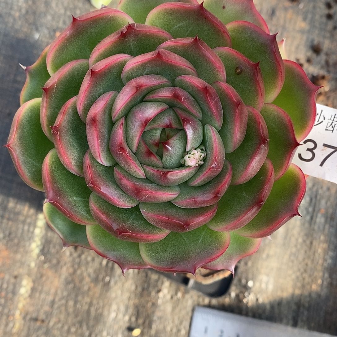 夏***浓3767杂交老桩基地～10厘米