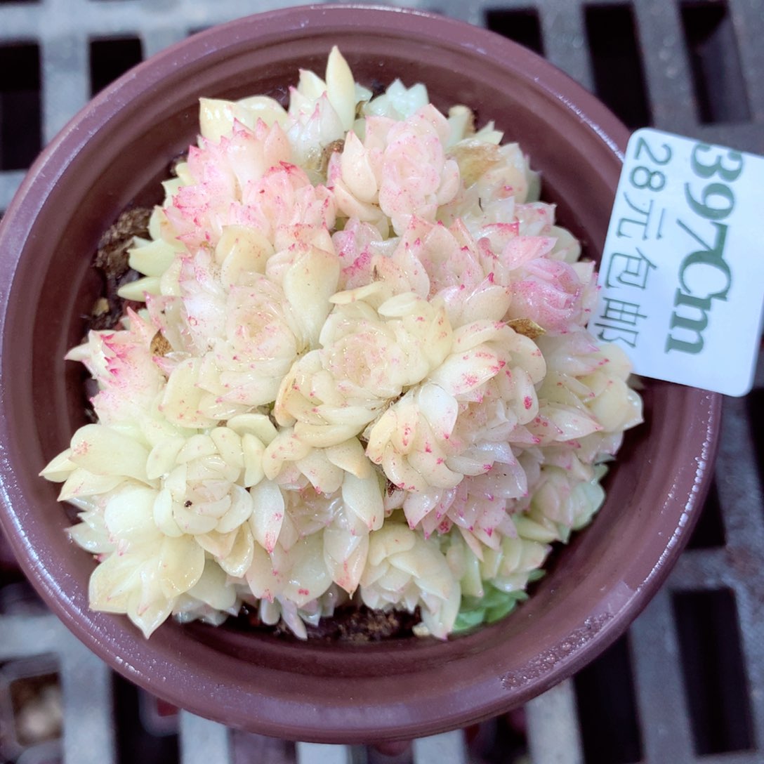 5厘米盆精控多肉397