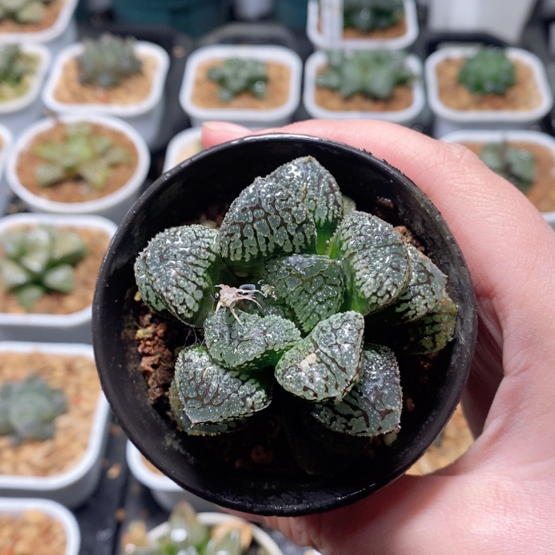 气泡窗魔多寿玉露多肉植物