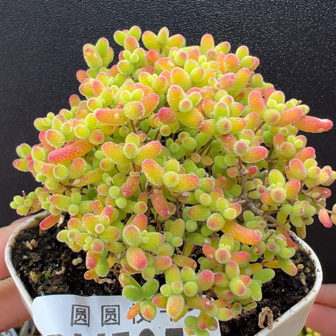 dy5651精控蜜橘糖球冠幅6cm