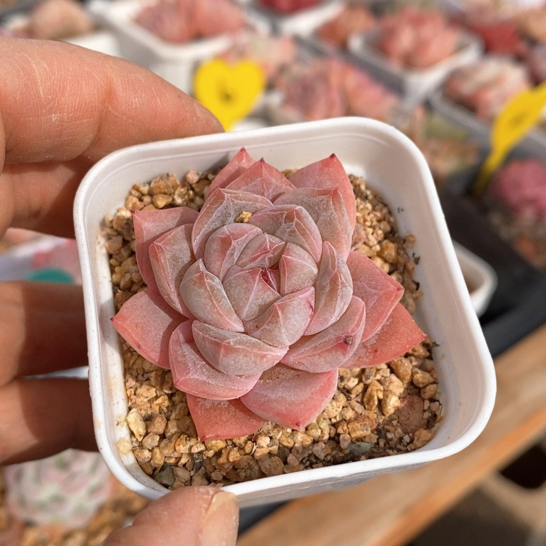 精品多肉一物一拍不包整75