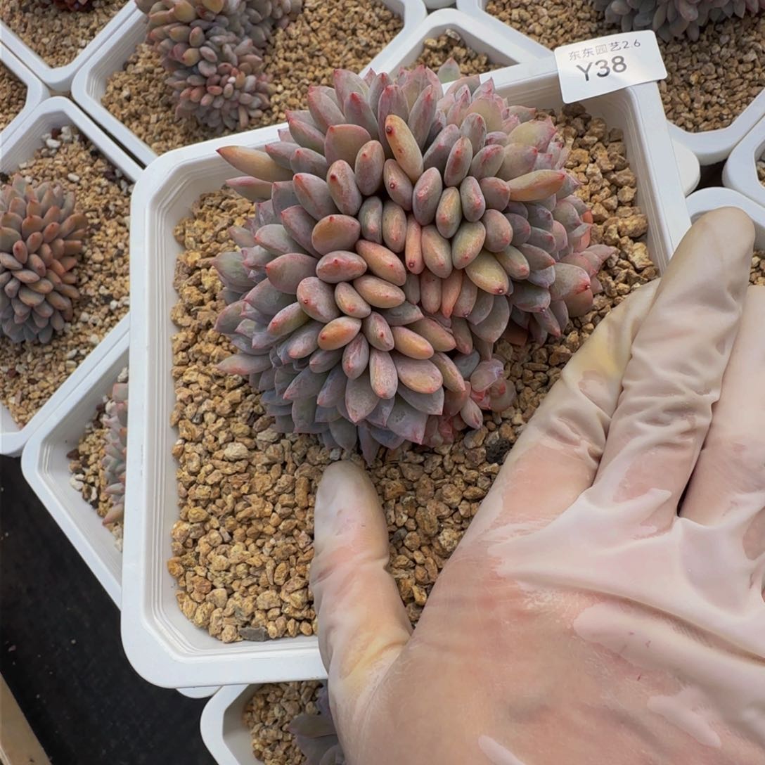 y y y y y y y y y 38