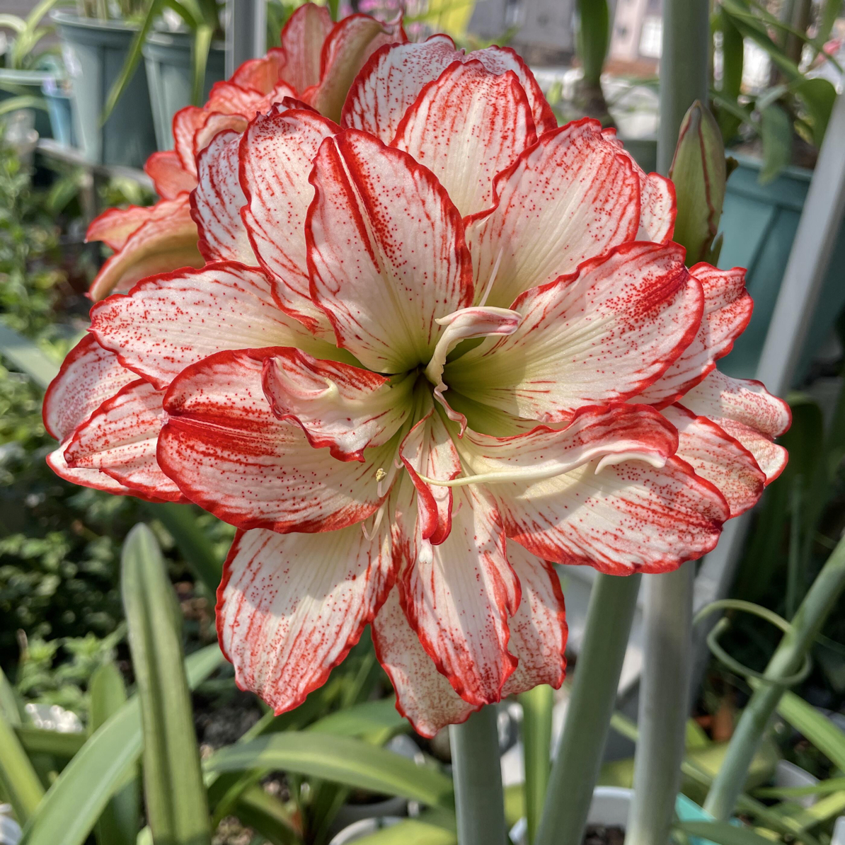 【干邑橙酒】日朱重瓣朱顶红种球四季开花室内外盆栽好养活花卉