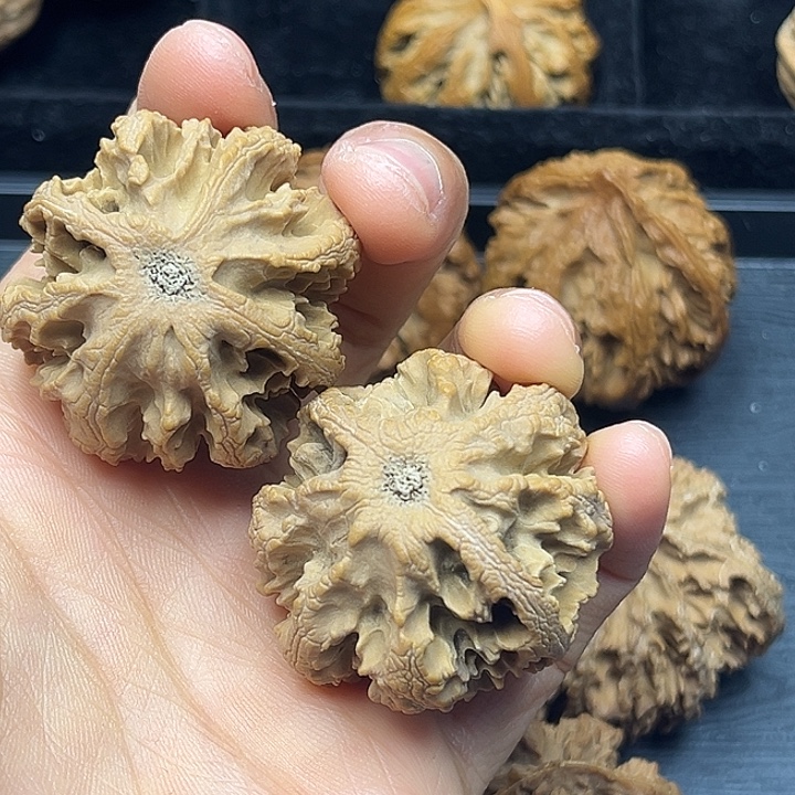 ‍****香樟木秦岭突突突突突突