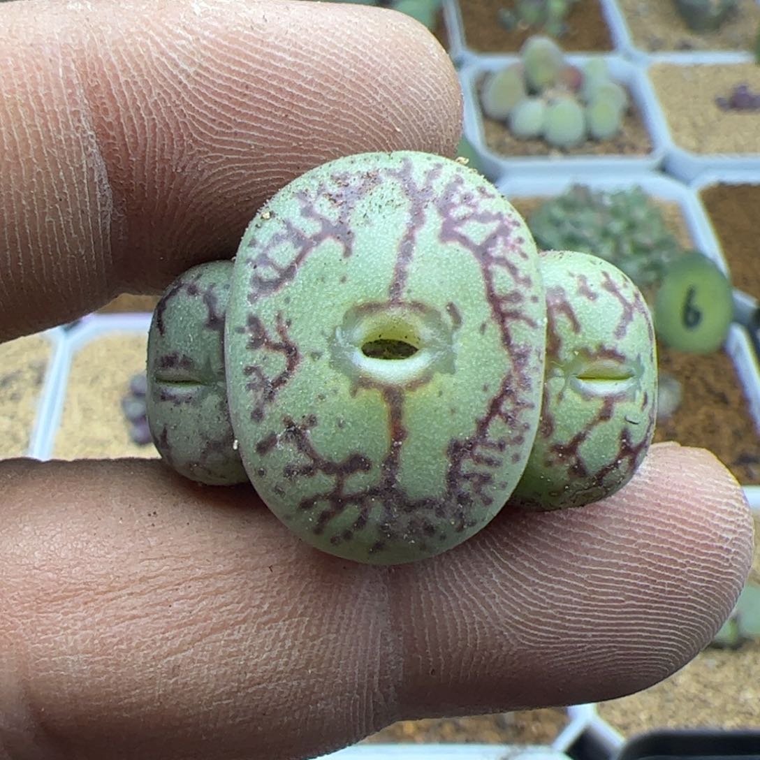 大家过年好22492