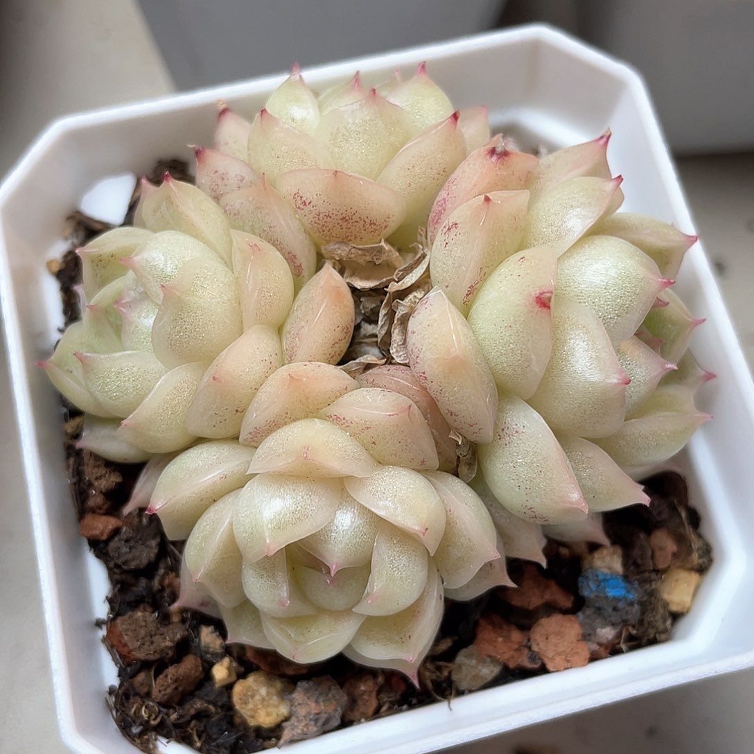 优选麦秆圆包透8211