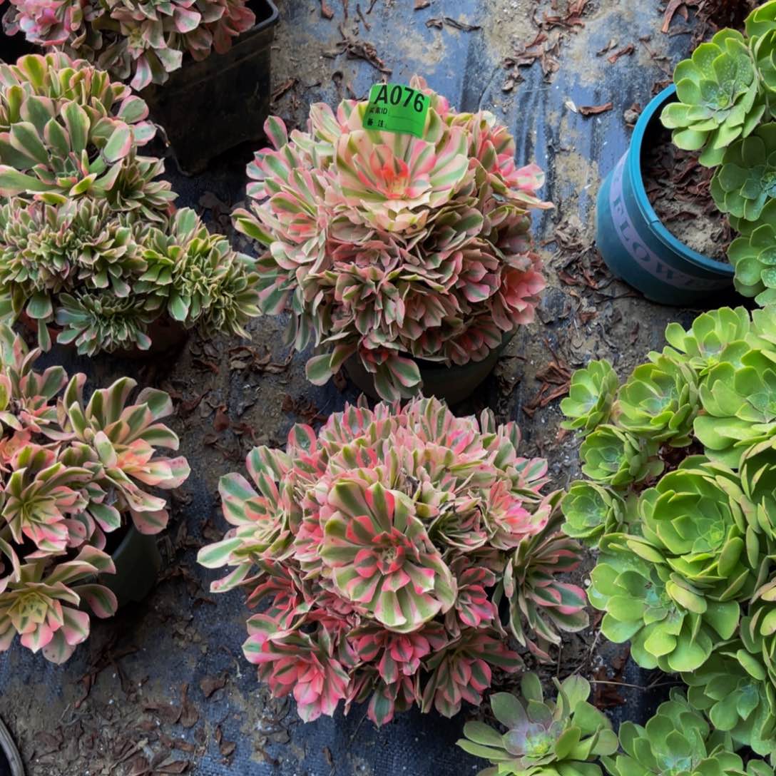 两颗粉女巫法师1-56