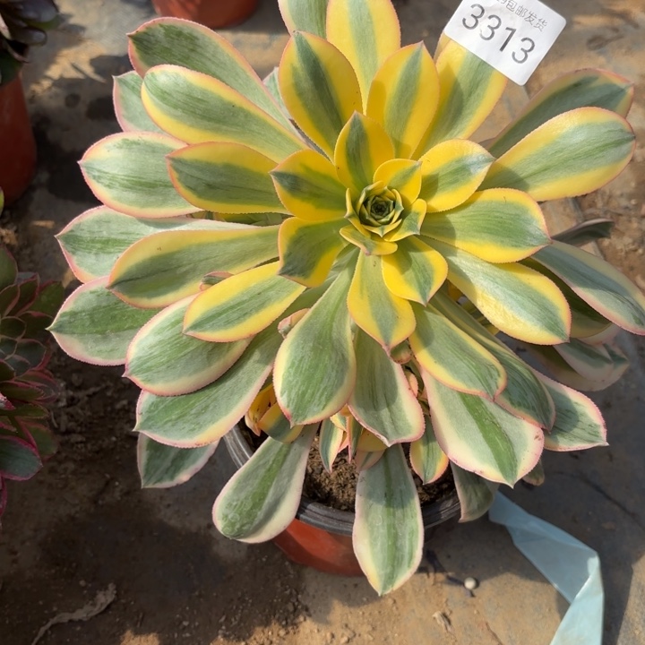 灿烂处氧化黑斑多肉3313