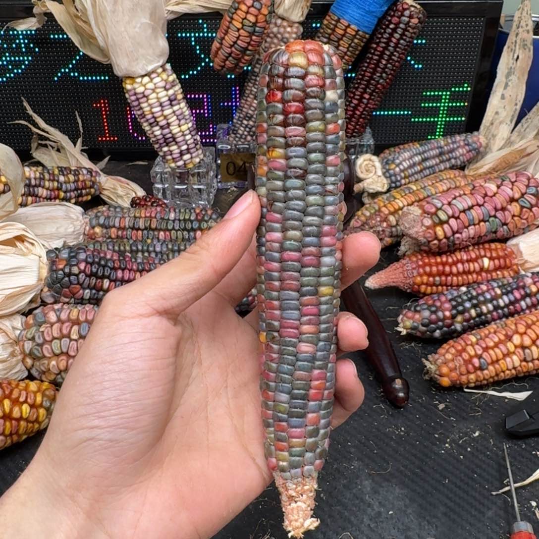 柏香籽/百香籽吊坠佩**姐