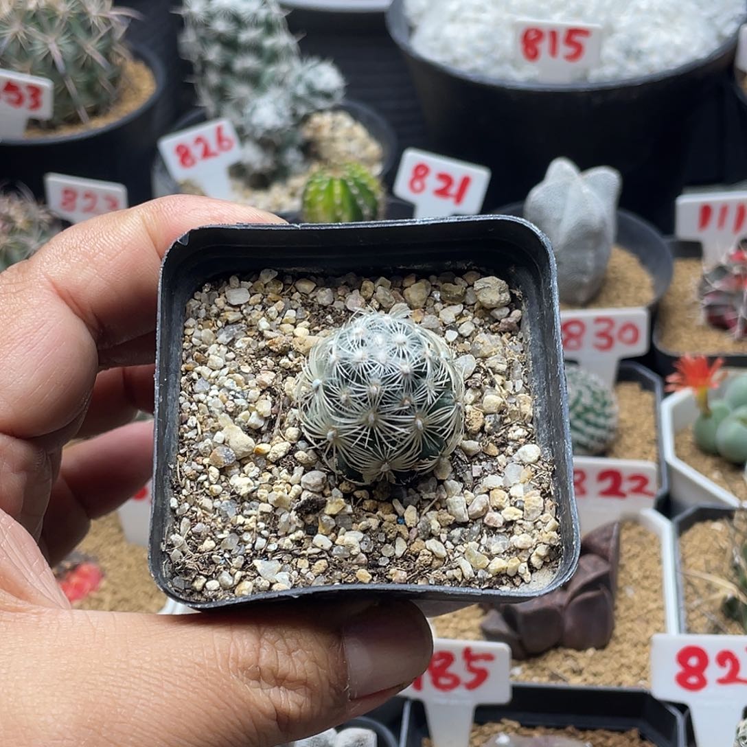 都锦 圆锥玉属仙人球