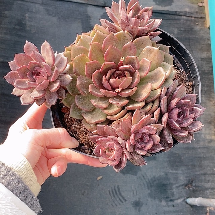 @****见380多肉植物老桩