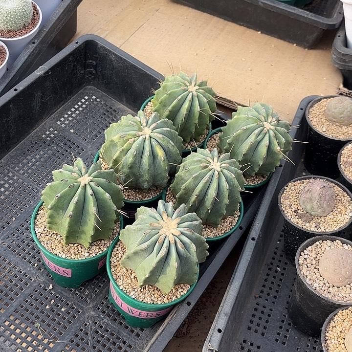   实生王冠龙加仑盆随机一盆