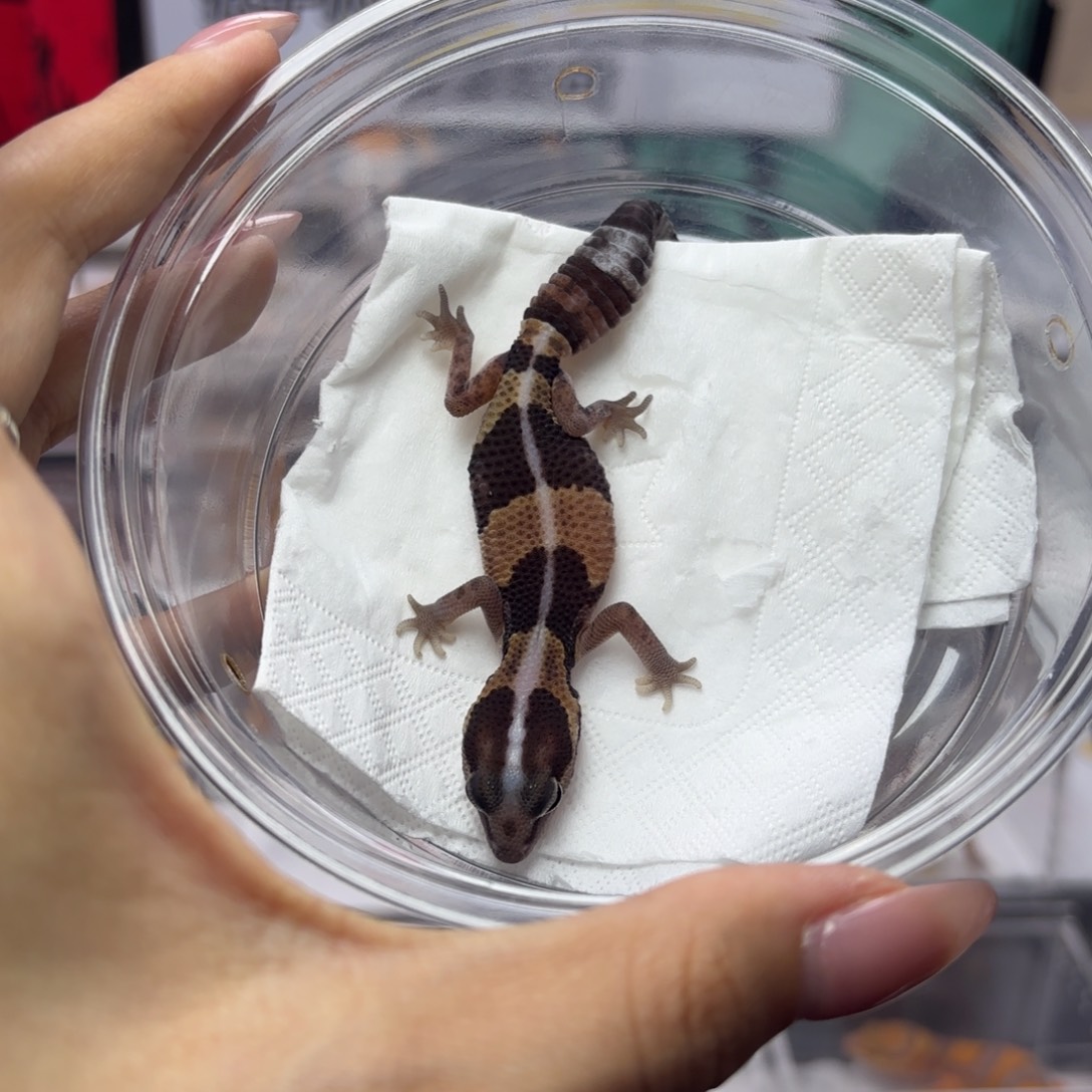 肥尾守宫原色直线 母温 J066