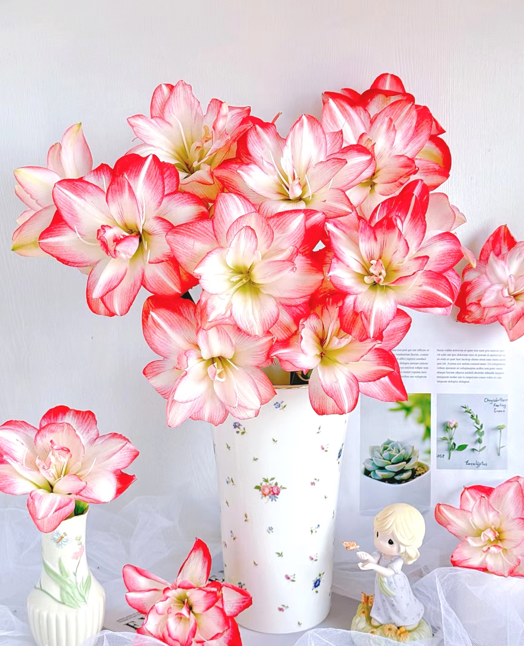 花孔雀（5支鲜切花）朱顶红粉白色爆花爆崽阳台庭院 云南鲜花绿植