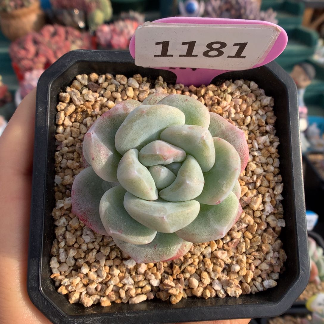 1181冰玉石化多肉植物