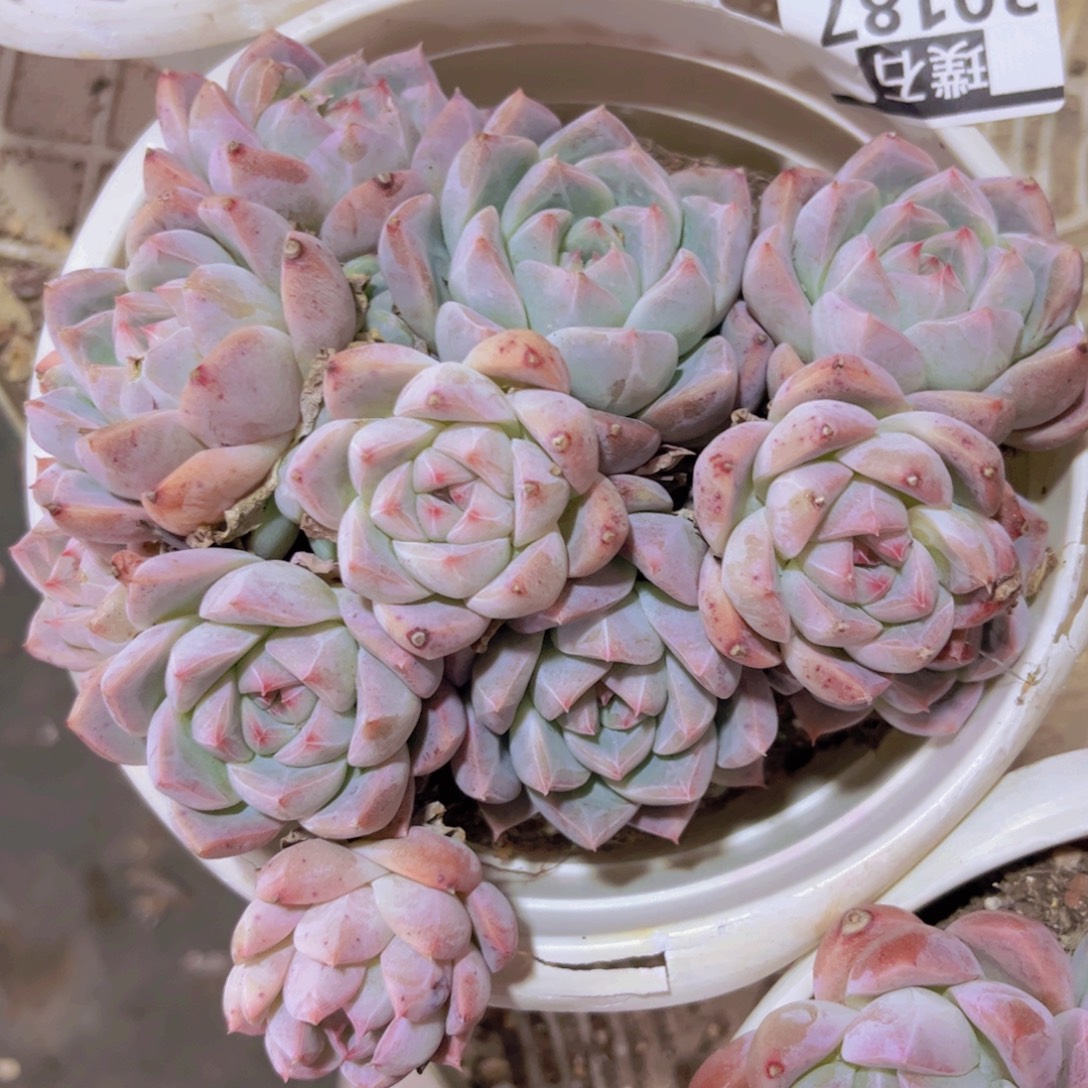 冰山美人30187多肉植物