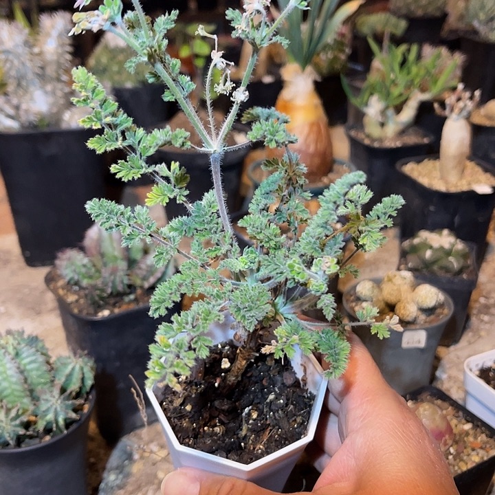 满38包邮2天凑单，脱土晾根发货多肉植物龙骨