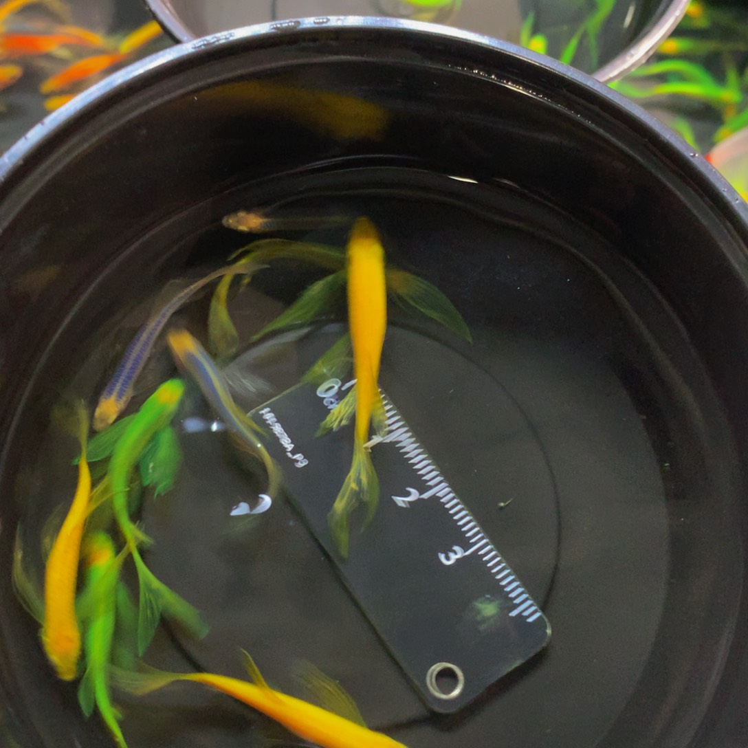 斑马鱼碟翼斑马混搭9条（3-4.5厘米）