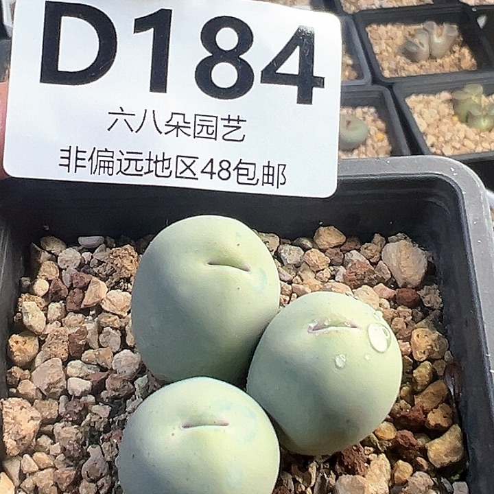 大型嘟嘟嘴1111多肉