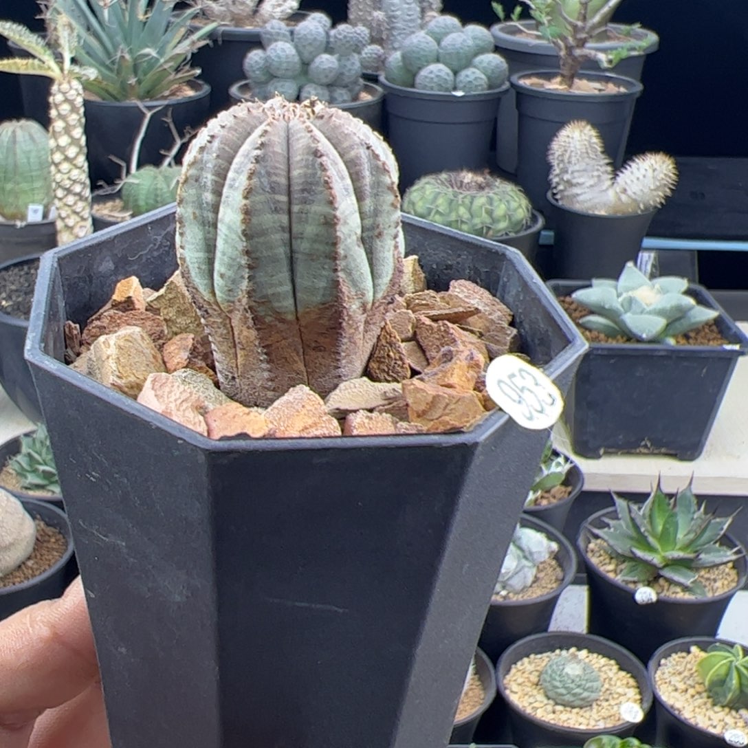 锈斑布纹球3一物一拍