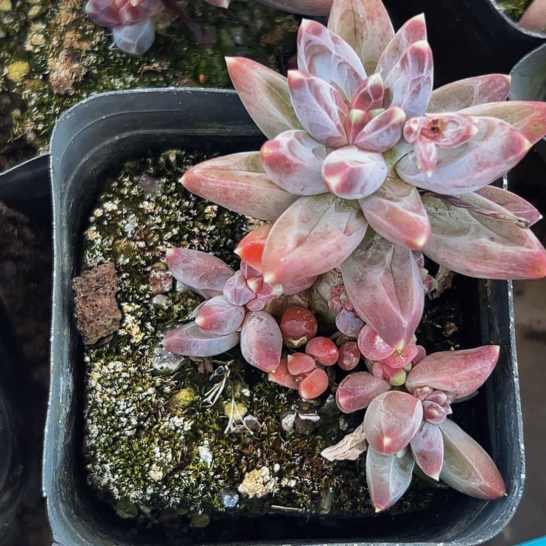 美人系列多肉植物