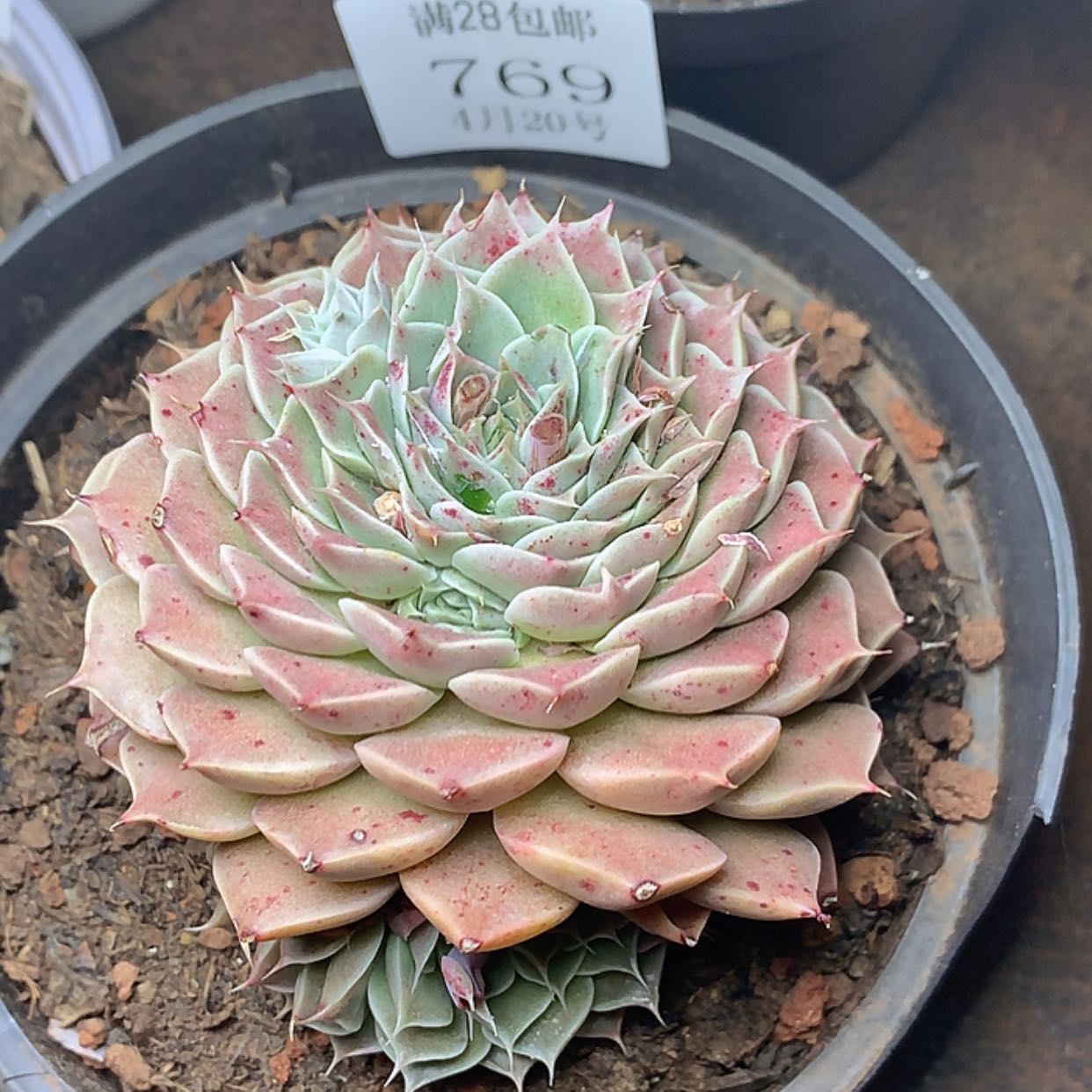 【闪购商品】云769号