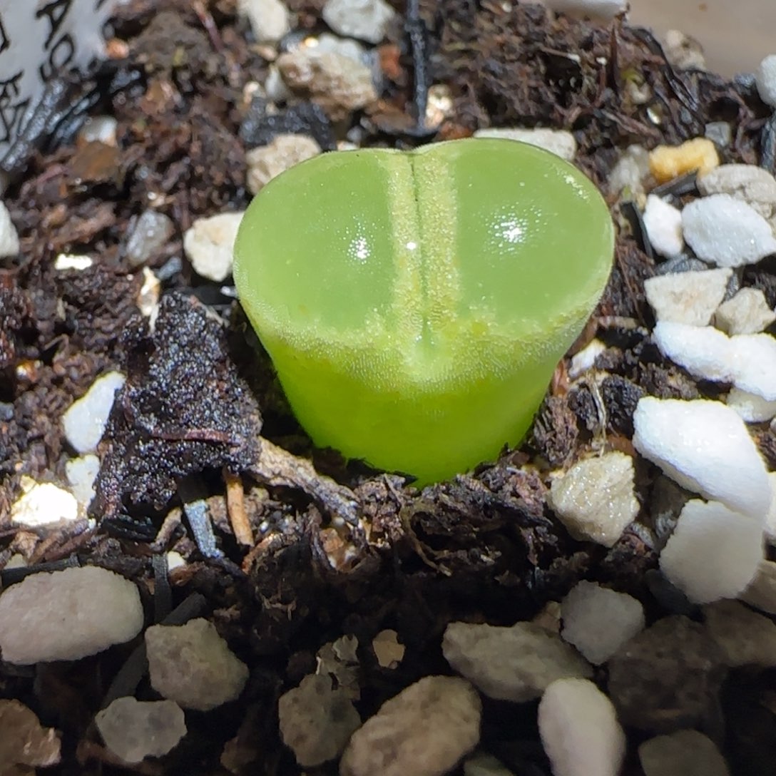 肉锥多肉植物百科26-1797.7风铃853