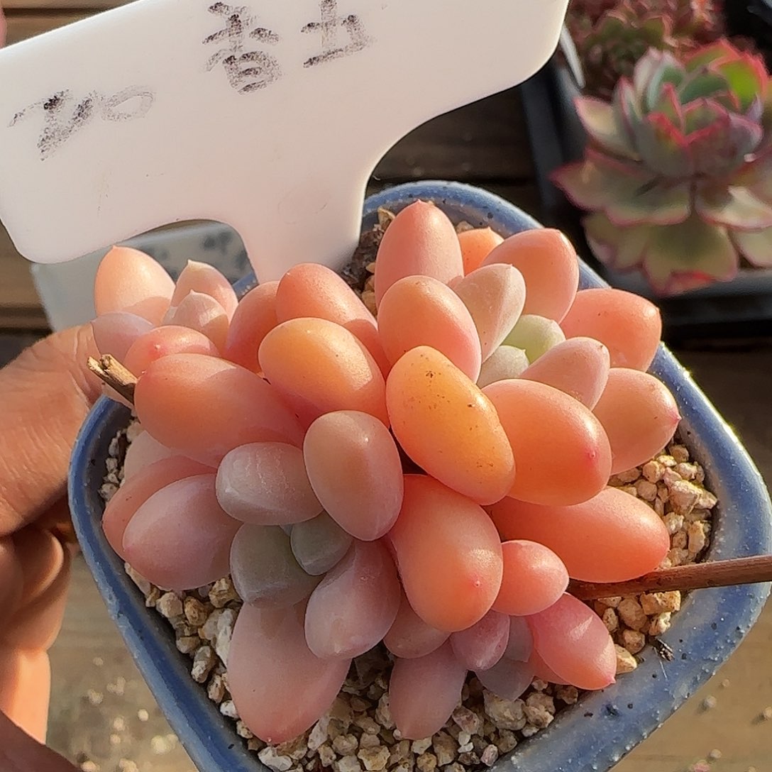 香玉不带盆土发货