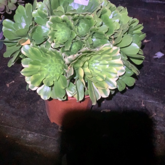 多肉植物26多肉多肉