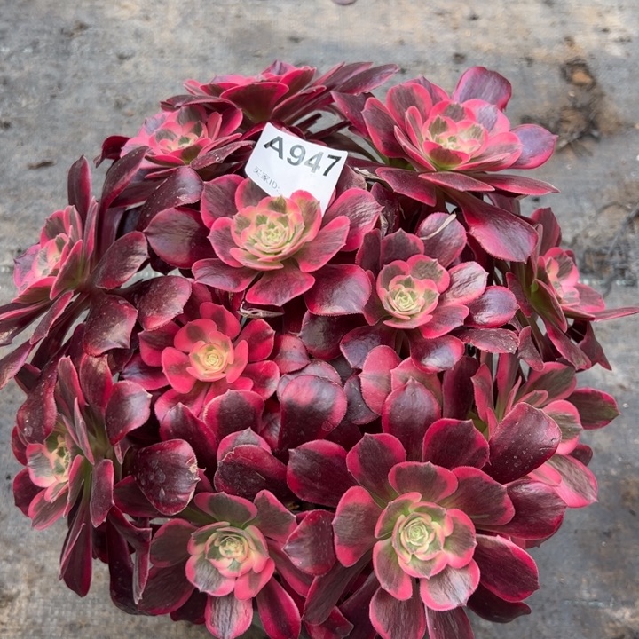 947凤冠25厘米左右