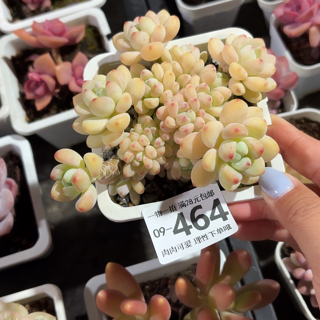 樱花罗琦无盆土发货无