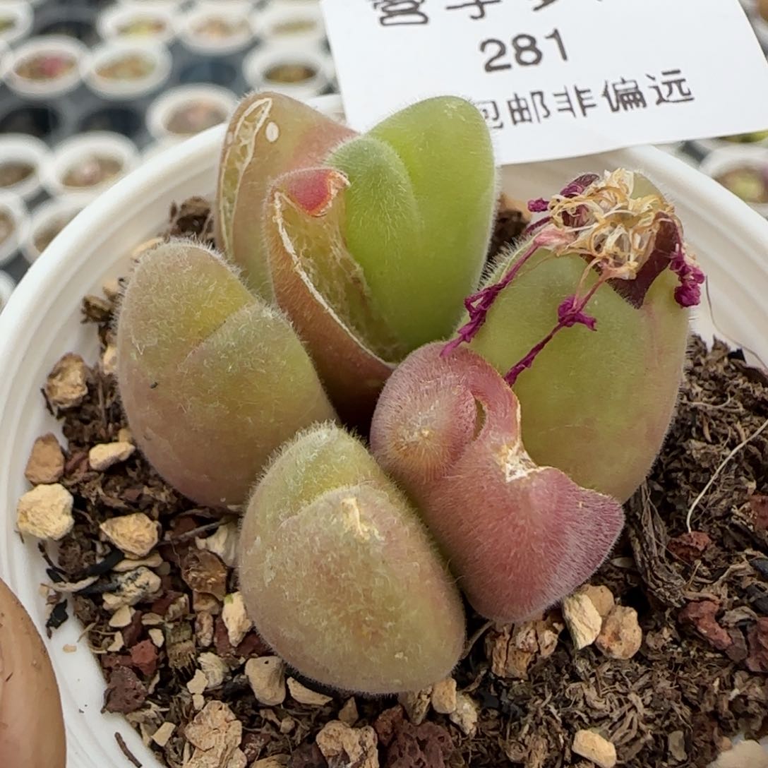 长毛翠带盆土发货。    