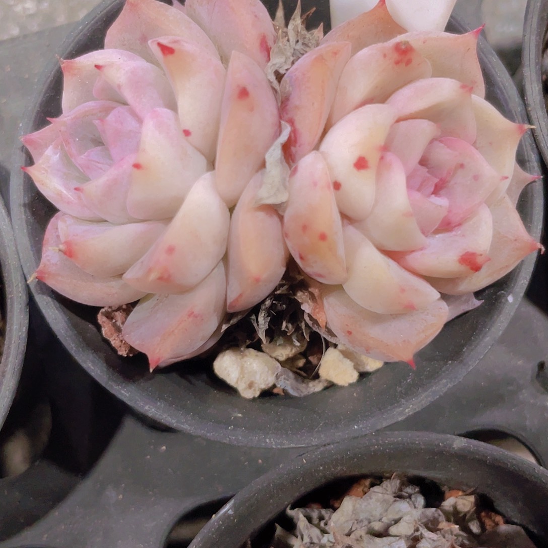 小老桩血斑海王w070一物一拍