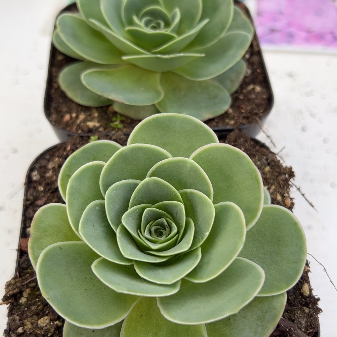 水蜜桃一代优选山地玫瑰基地带盆土852