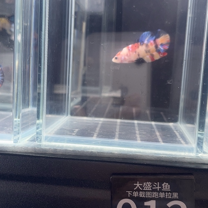 斗鱼听风观赏斗鱼