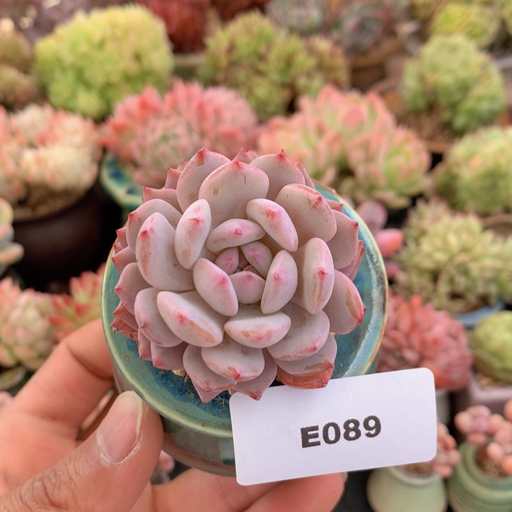 一物一拍满38包邮E089