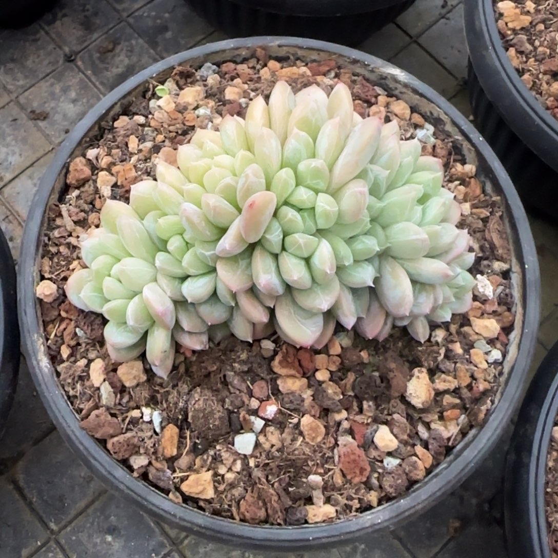 多肉植物一物一拍