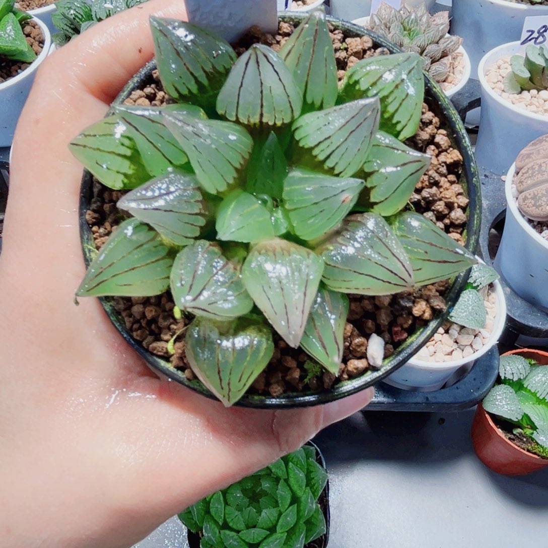 西瓜寿多肉植物6666