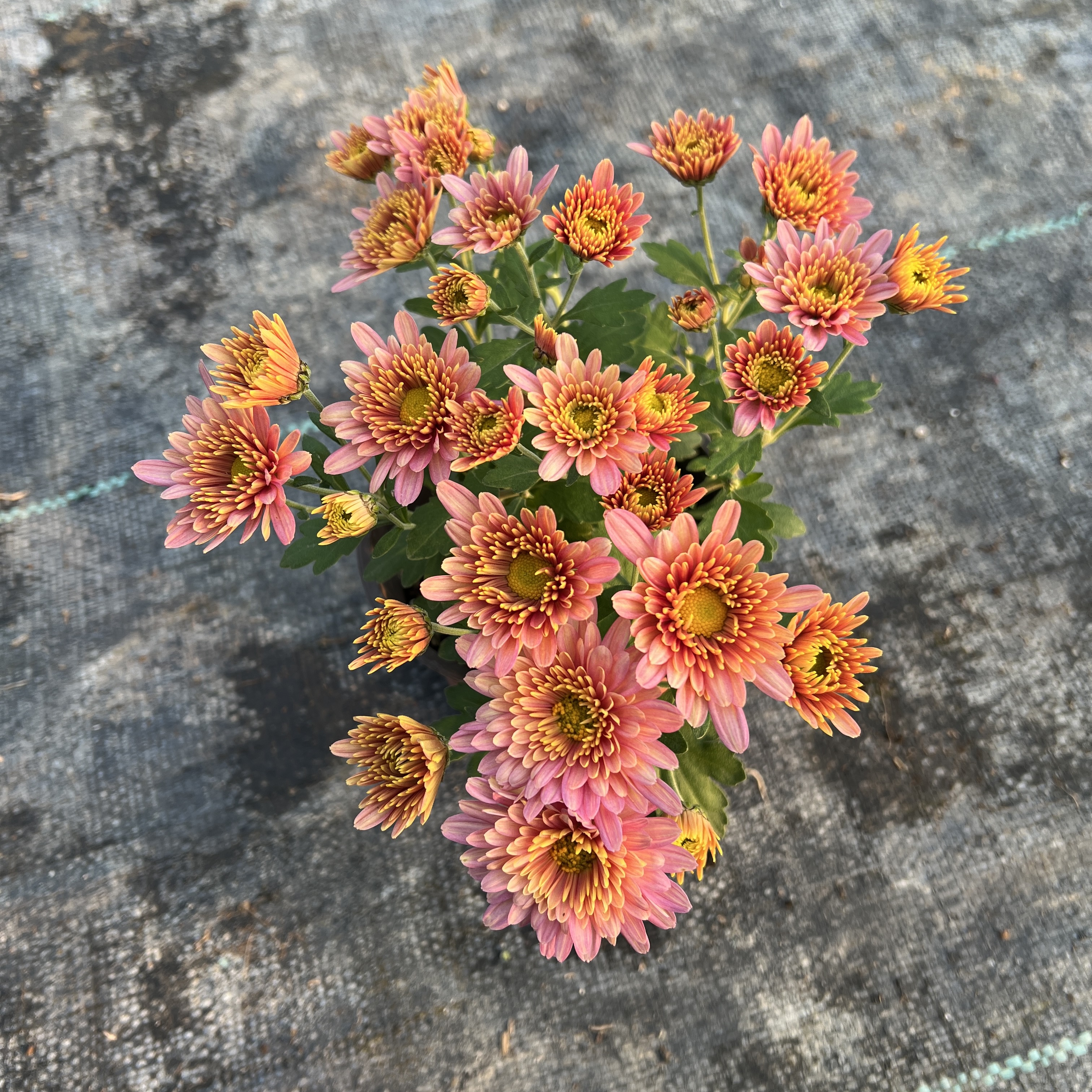 【拍两盆起发货】球菊 晚霞嘟嘟 12cm口径小盆苗  剪盆口原土发货