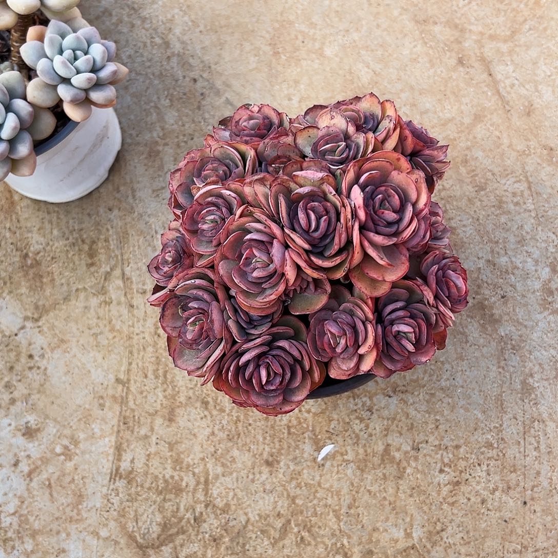 风***涯秀妍多肉一物一拍植物