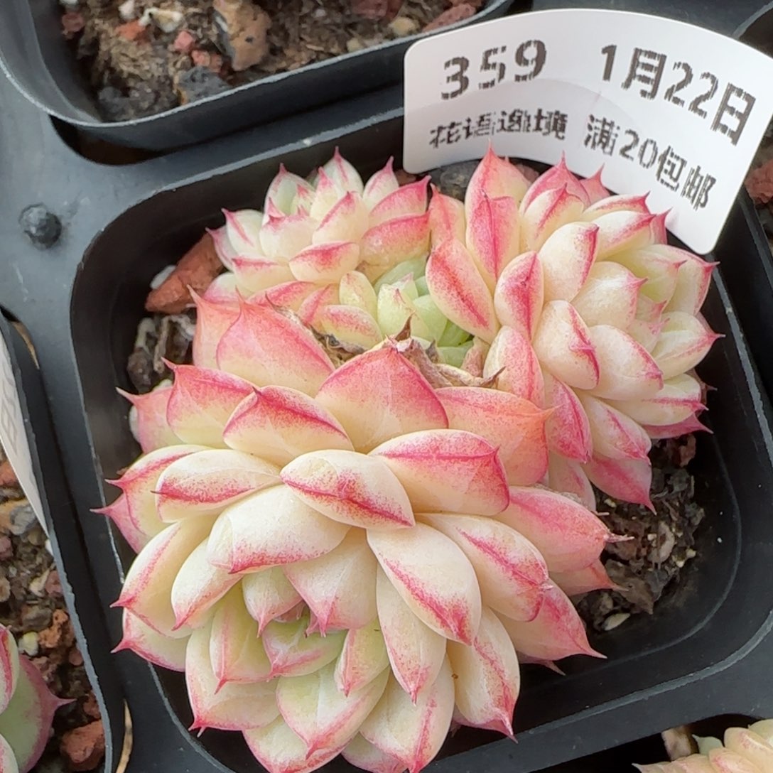 花语逸境0122-359