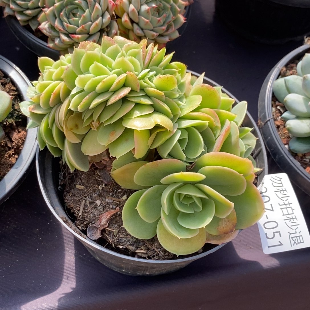 赵****⁹两单包邮1207-51星娜塔